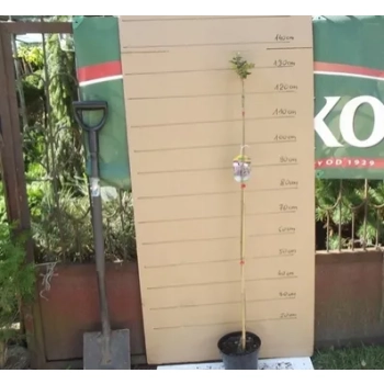 BEZ MAYERA PALIBIN szczepiony na pniu - sadzonki 120 / 140 cm